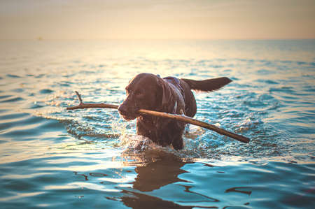 Dog fetching stick from the oceanの写真素材