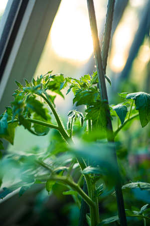 Young Tomato plant growing in greenhouseの写真素材