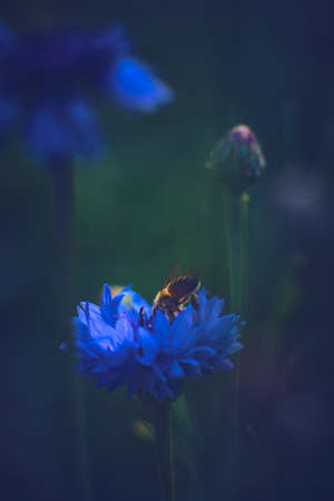 Bee in a Cornflowerの写真素材