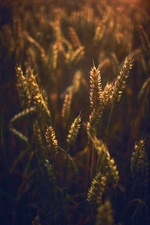 Wheat in sunset light close upの写真素材