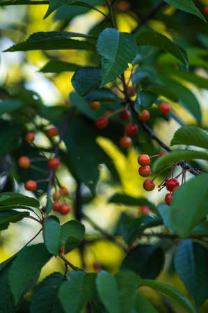 unripe Cherries hanging in treeの写真素材
