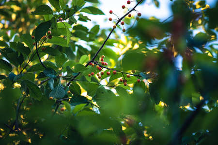 a lot of small Cherries hanging in treeの写真素材
