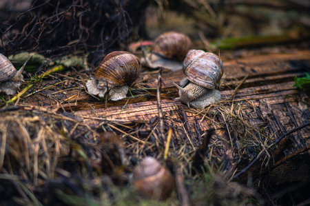 Roman snails in a gardenの写真素材