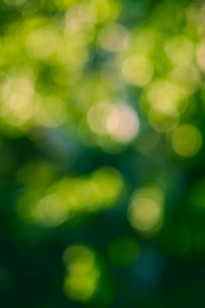 abstract green nature bokeh Backgroundの写真素材