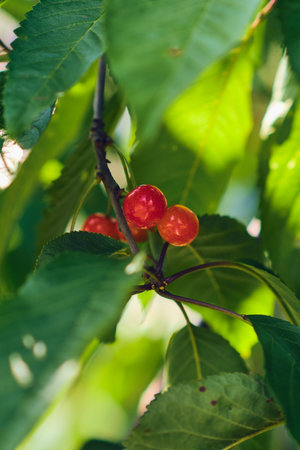 Cherries hanging in tree