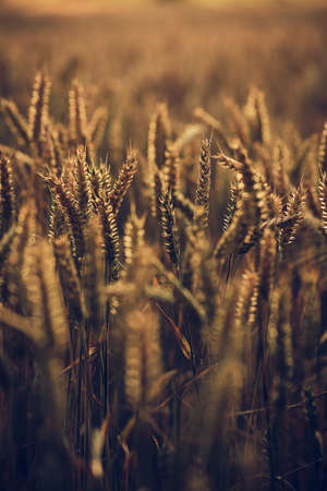 Wheat field in late sunset lightの写真素材