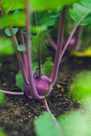 Red Kohlrabi in raised bed