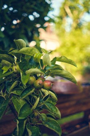 Small Apples on young Apple tree