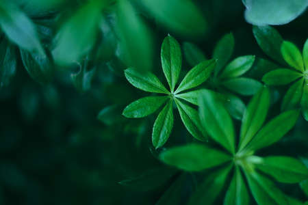 woodruff plant closeupの写真素材