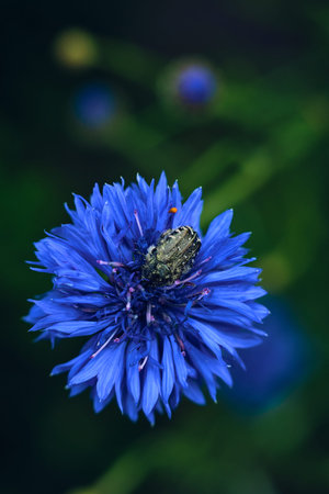 Beetle hiding in a Cornflower