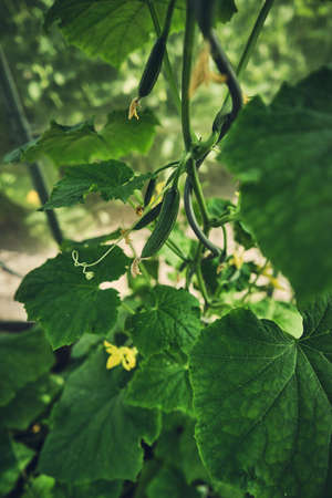 Cucumber plant growing in greenhouseの写真素材