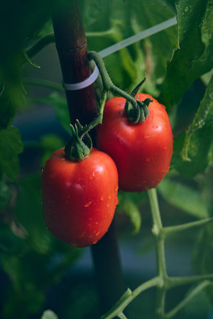 big red Tomatoes ready to be pickedの写真素材