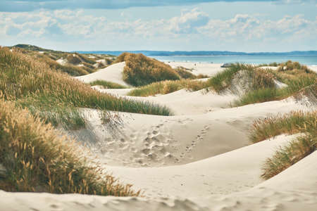 Dunes at the beach of the Jammerbugt in northern Denmarkの写真素材