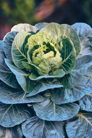 Cabbage leaves in autumn sun