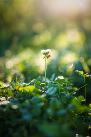 Single clover blossom in sunshine