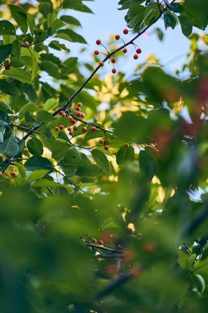 red cherries growing on tree in sunlightの写真素材