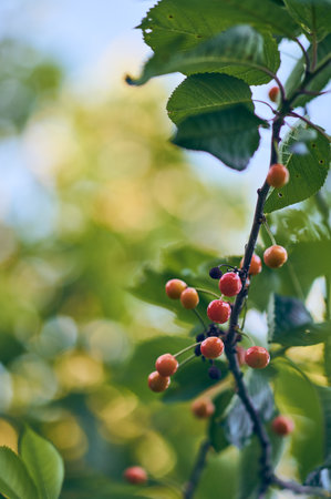 Cherries growing in warm spring dayの写真素材