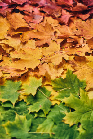 Colorful maple leaf foilageの写真素材