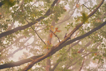Woodpecker in treetop on a misty morningの写真素材