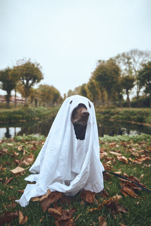 Labrador dressed up with white sheetの写真素材
