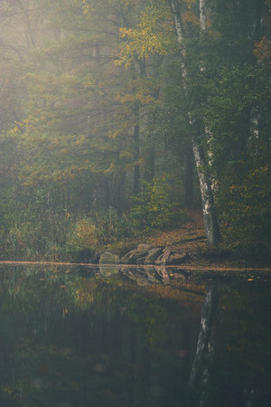 misty forest at a pondの写真素材