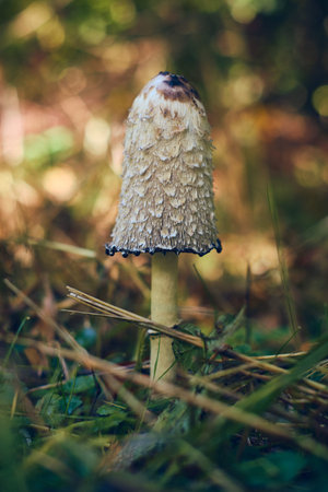 Mushroom in the sunny woods