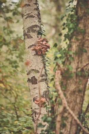 Mushrooms growing on birch treeの写真素材