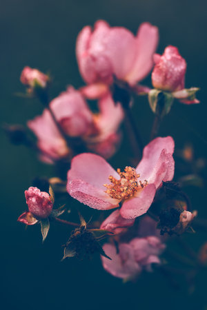 withered wild roses covered in dew dropsの写真素材