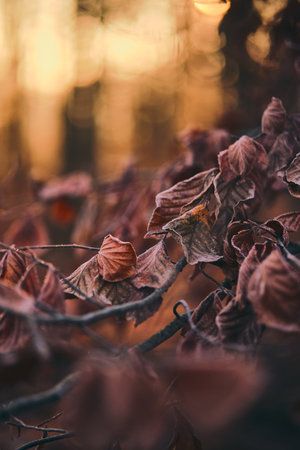 frost covered leaves in morning sunの写真素材