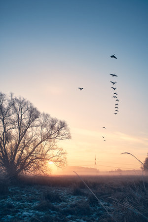 Flock of geese flying Southの写真素材