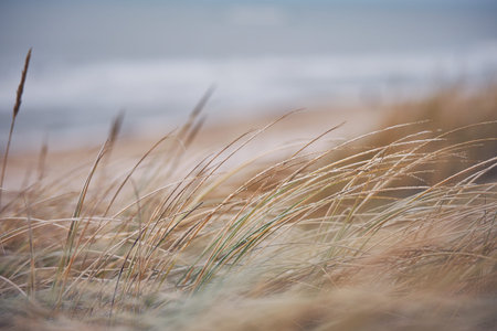 Grass Dunes in Denmark