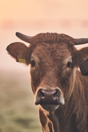Brown Angus cow face detail
