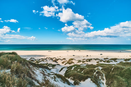 white dunes in summer in northern Denmarkの写真素材