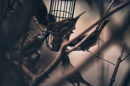 small birds feeding in winterの写真素材