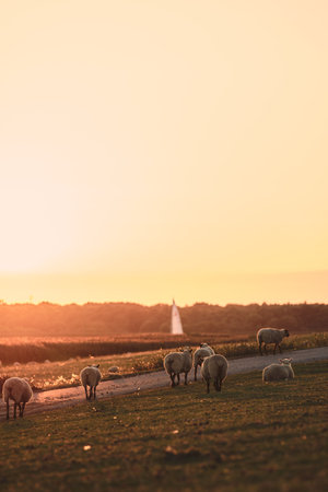 Sheep walking on dike in sunsetの写真素材