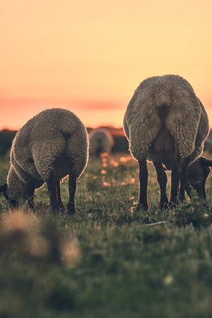 Two sheep grazing in sunset from behindの写真素材