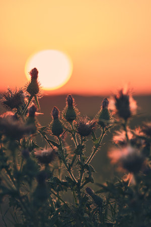Thistle in warm sunriseの写真素材