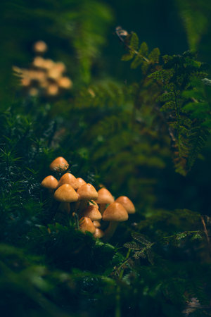 Mushrooms covering old tree rootの写真素材