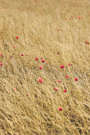 dry field with red poppies