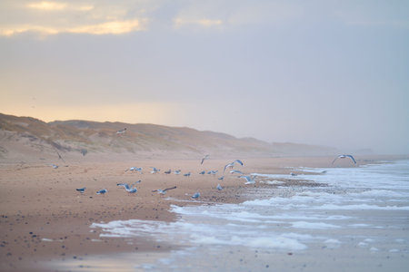 Flock of Seagulls on the beach in denmarkの写真素材