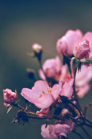 wild rose blossom covered in dew dropsの写真素材