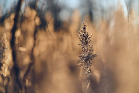 Reed grass in sunlight