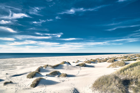 wide White sand dunes in northern Denmarkの写真素材
