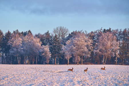 Deer running over snowy fieldの写真素材