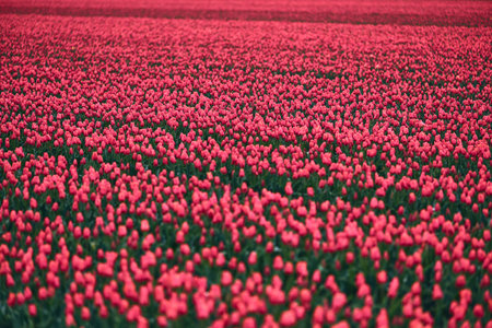 Large field of red tulipsの写真素材