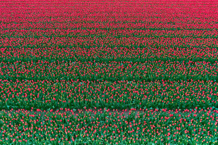 large field of red tulips in the netherlandsの写真素材