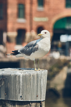 Seagull standing on pole in Hamburgの写真素材