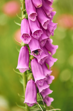 Bumblebee climbing into foxglove budの写真素材
