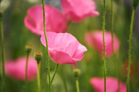 Pink poppy flower bloomingの写真素材