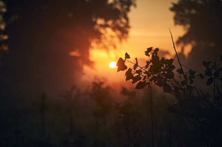misty morning in late summerの写真素材